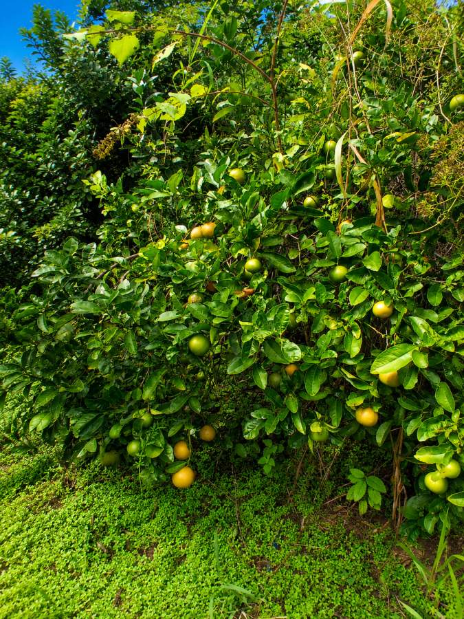 Fazenda, 12 hectares - Foto 34