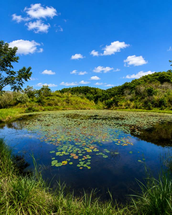 Fazenda, 12 hectares - Foto 44
