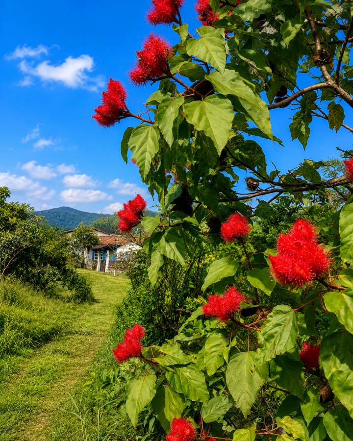 Fazenda, 12 hectares - Foto 40